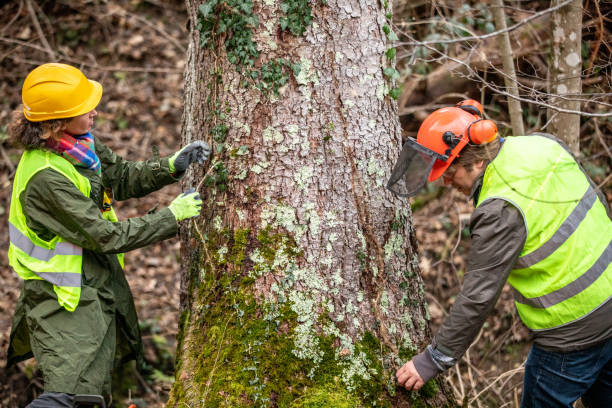 Best Tree Removal Service  in USA